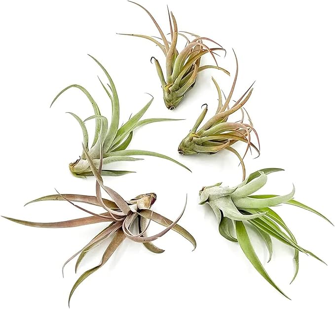 Air Plants - Tillandsia Capitata (Peach), Large 5-7” - 5 ct - Live Arrival Guaranteed - House Plants for Home Decor & Gift-PawvioPets