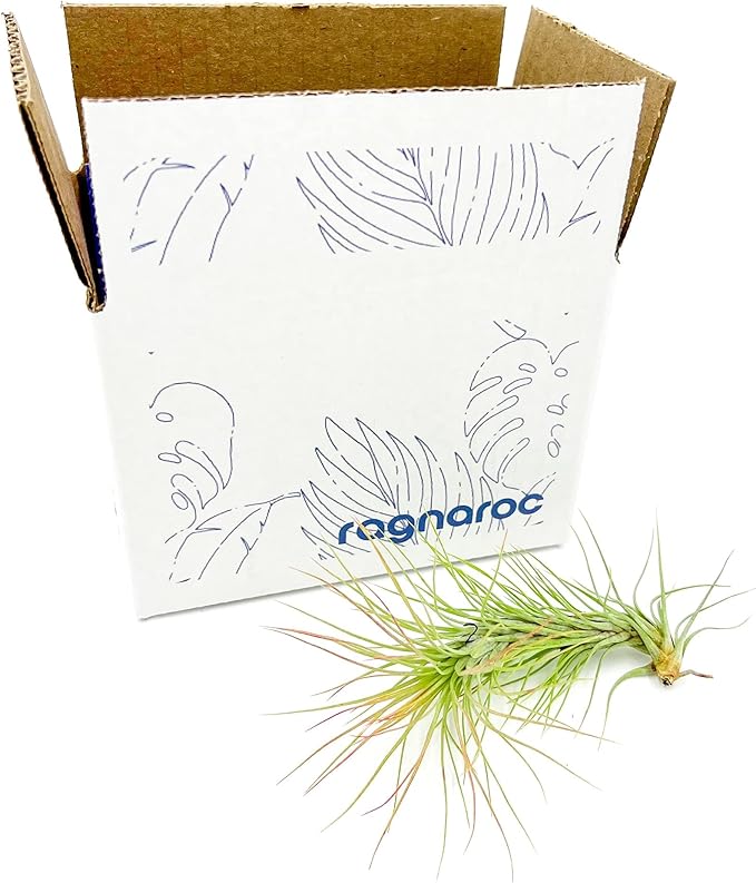 Air Plants - Tillandsia Funckiana, Large 5" - 1ct - Live Arrival Guaranteed - House Plants for Home Decor & Gift-PawvioPets