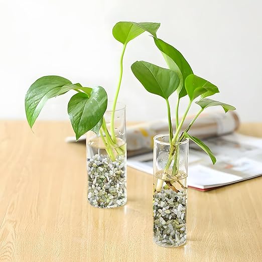 5LB Succulent and Cactus Pebbles, 1/5 Inch Jade Pebbles for Indoor Plants, Decorative Gravel for Vases, Bamboo, Succulent, Terrarium, Crafts, Cactus-PawvioPets