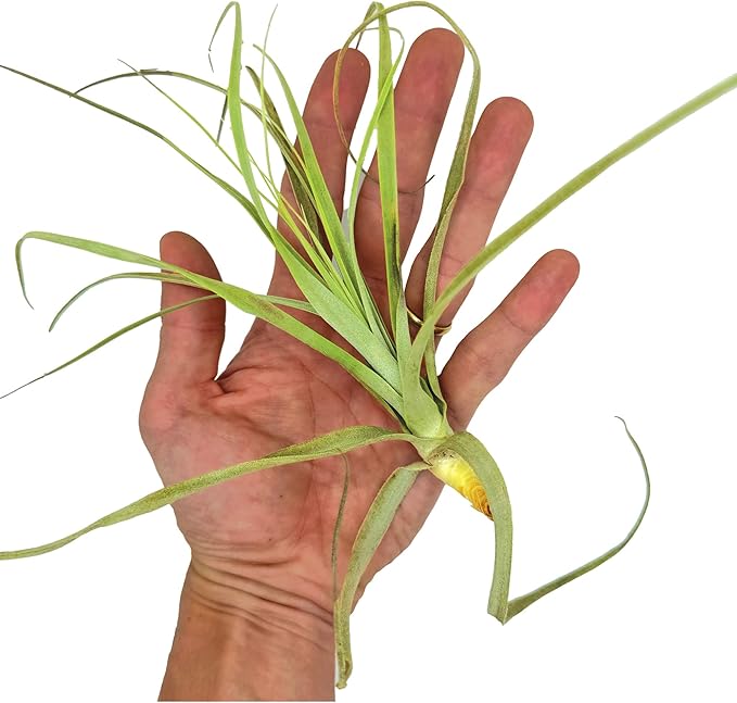 Air Plants - Tillandsia Straminea Jumbo 6-9" - 1ct - Live Arrival Guaranteed - House Plants for Home Decor & Gift-PawvioPets