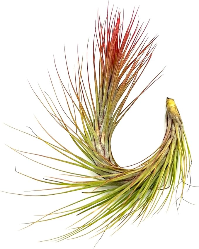 Air Plants - Tillandsia Funckiana Hybrid, Large 5-7" - 5ct - Live Arrival Guaranteed - House Plants for Home Decor & Gift-PawvioPets