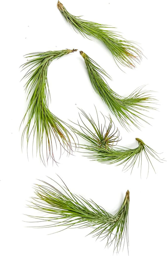 Air Plants - Tillandsia Funckiana Hybrid, Large 5-7" - 5ct - Live Arrival Guaranteed - House Plants for Home Decor & Gift-PawvioPets