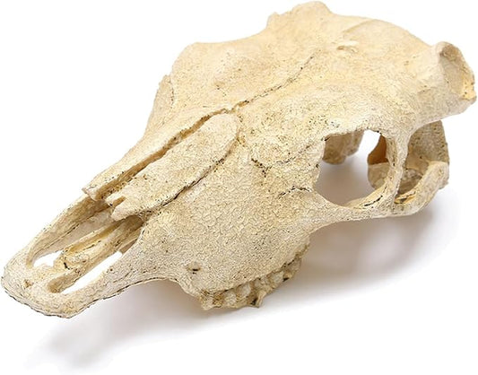 Aquarium Skull Décor Fish Hideout Cave Decorations Betta Tarantula Reptile Snake for Terrarium Ornament Dinosaur Animal Large Bones Halloween-PawvioPets