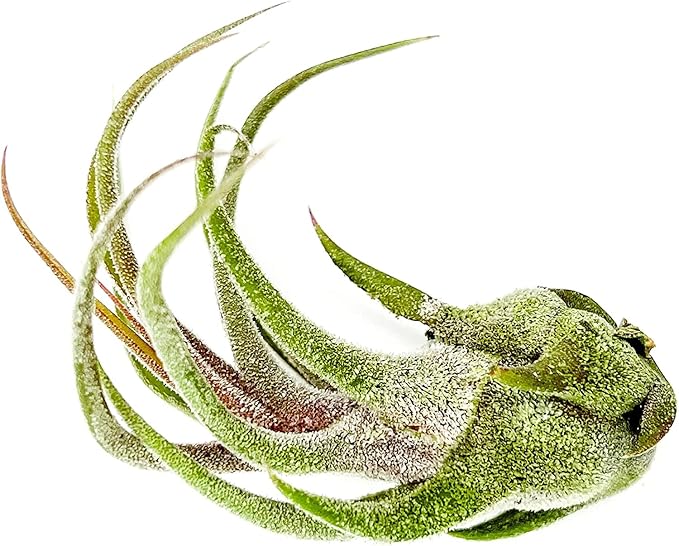 Air Plants - Tillandsia Pruinosa, Large 3-5" - 3ct - Live Arrival Guaranteed - House Plants for Home Decor & Gift-PawvioPets
