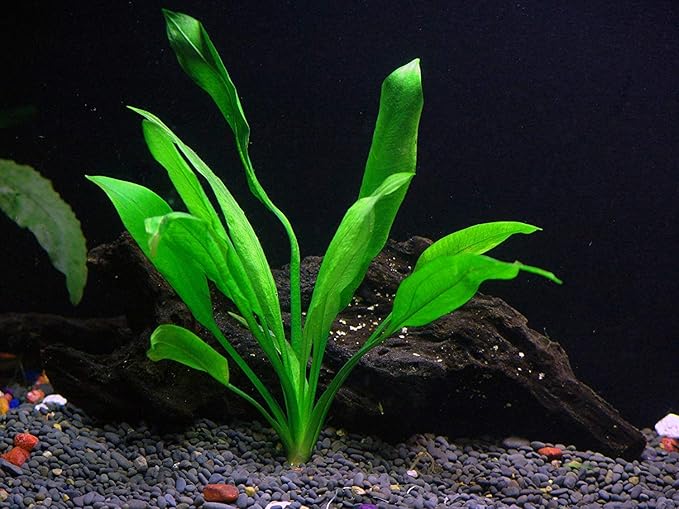 3 Aquatic Plants Bundle | Live Plants for Freshwater Aquariums (3 X Amazon Sword Plants)-PawvioPets
