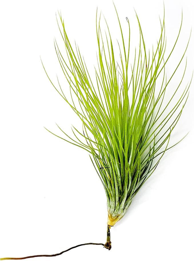 Air Plants - Tillandsia Andreana, Large 4-6" - 1ct - Live Arrival Gauranteed - House Plants for Home Decor & Gift-PawvioPets