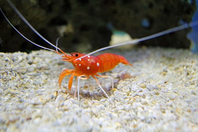 Aquatic Foods Inc. 4-Type Ultra Mix of 1/2" - 12mm Sinking Wafers, Spirulina-Algae, Worm, Shrimp, Intense Color Enhancing Wafers for Plecos, Shrimp, Snails, All Tropical Fish - 1/2-lb-PawvioPets