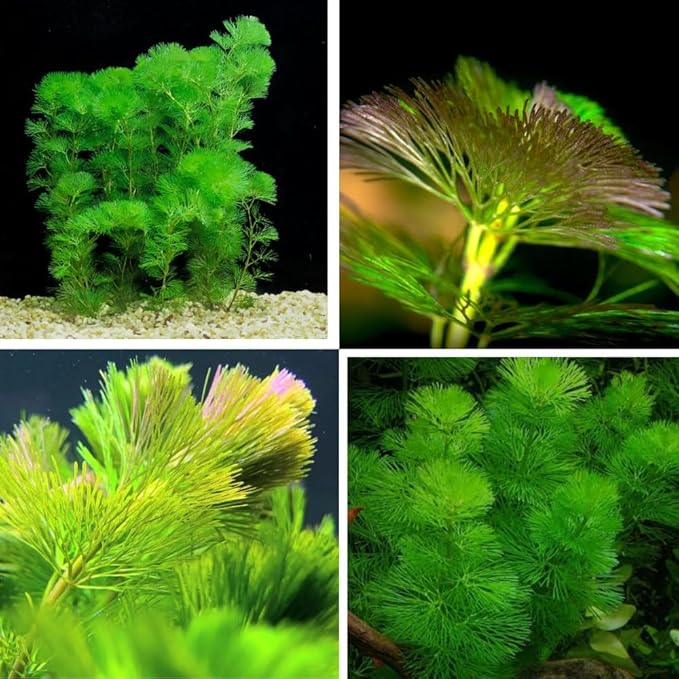 21 Stems Cabomba Live Plants Aquarium, Green Cabomba Live Aquarium Plants, Cabomba Plants Live, 4 to 6 Inches Tall-PawvioPets