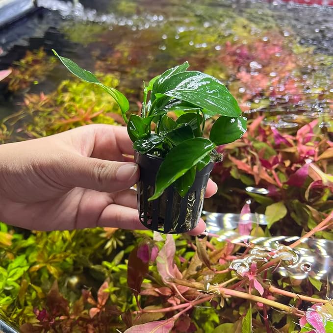 Anubias Live Aquarium Plants - Potted Freshwater Plant for Fish Tanks, Terrariums - Beginner Friendly Low Light (Barteri Broad Leaf, 1 Pot)-PawvioPets