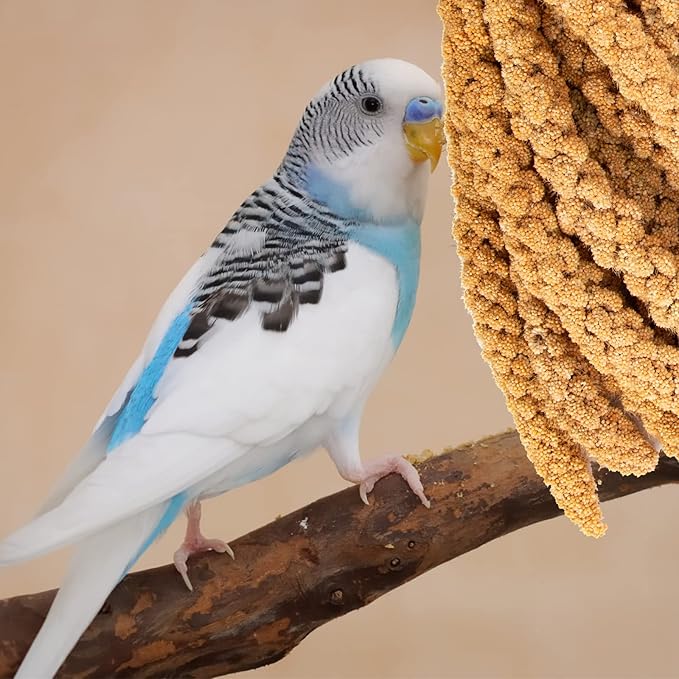 Amzey 5.5 LB Spray Millet for Parakeets, 100% Natural Dried Millet Grain for Birds, Non-GMO Bird Treat for Cockatiel, Finches, Parrots & Lovebirds-PawvioPets