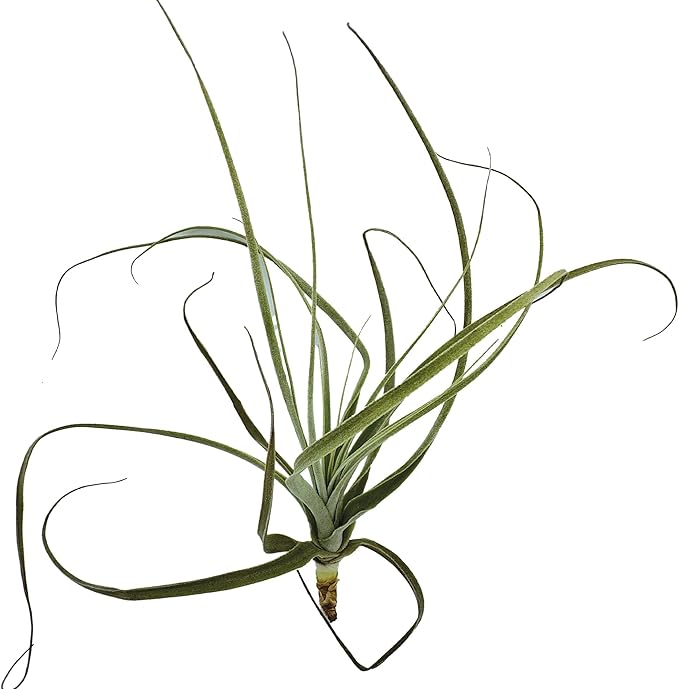 Air Plants - Tillandsia Straminea Jumbo 6-9" - 2ct - Live Arrival Guaranteed - House Plants for Home Decor & Gift-PawvioPets