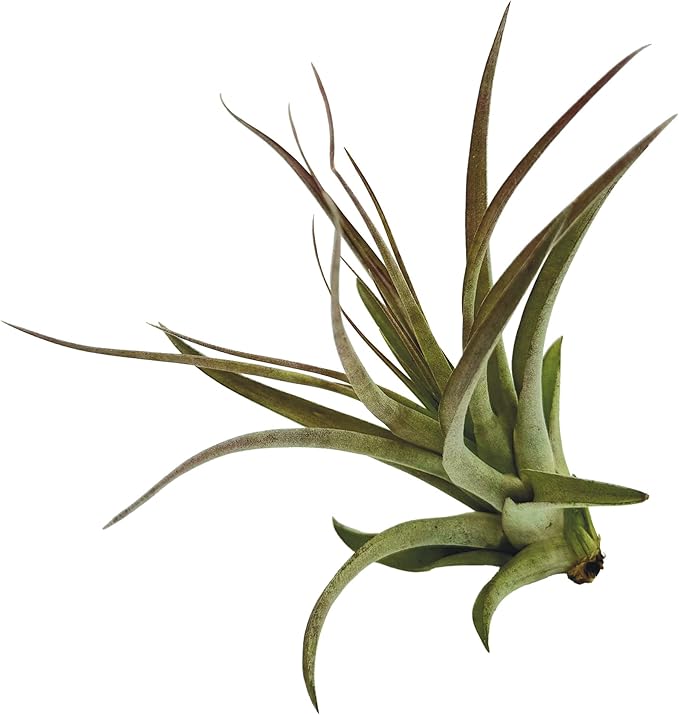 Air Plants - Tillandsia Brachycaulos Multiflora, Jumbo 5-7" - 3 ct - Live Arrival Guaranteed - House Plants for Home Decor & Gift-PawvioPets