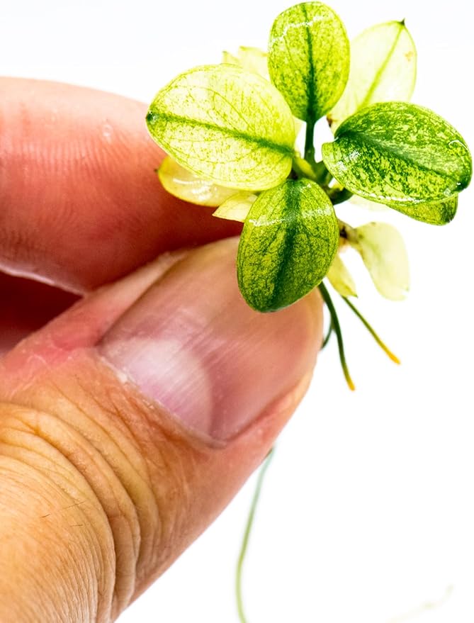 Anubias Nana Petite White Live Aquarium Plant - Rare Aquatic Plant, Perfect for Nano Tanks, Terrariums, Easy Maintenance, Freshwater Aquascaping (3 Mini Loose Plants)-PawvioPets