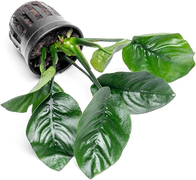 Anubias Live Aquarium Plants - Potted Freshwater Plant for Fish Tanks, Terrariums - Beginner Friendly Low Light (Barteri Butterfly, 1 Pot)-PawvioPets