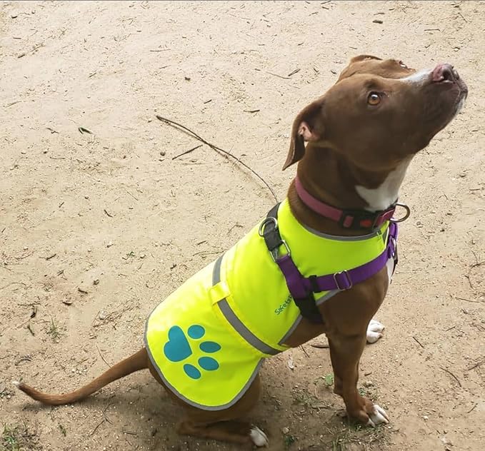 Dog Reflective Vest – Hi-Vis Fluorescent Visibility That Helps to Safeguard Your Pet On/Off Leash in Urban & Rural Areas (Yellow, Large)-PawvioPets
