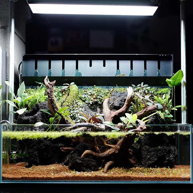 Anubias Live Aquarium Plants - Potted Freshwater Plant for Fish Tanks, Terrariums - Beginner Friendly Low Light (Congensis, 1 Pot)-PawvioPets