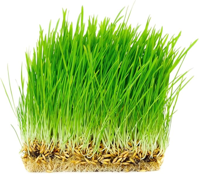 Thunder Acres Non GMO, Certified Organic, Oat Seed (2 lb.)-PawvioPets