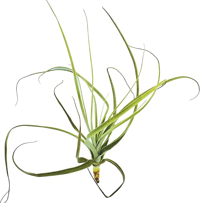 Air Plants - Tillandsia Straminea Jumbo 6-9" - 1ct - Live Arrival Guaranteed - House Plants for Home Decor & Gift-PawvioPets