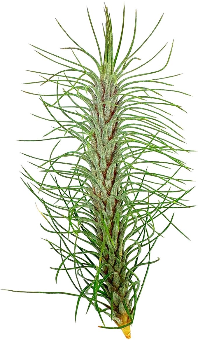 Air Plants - Colombian Tillandsia Funckiana, Large 5" - 1ct - Live Arrival Guaranteed - House Plants for Home Decor & Gift-PawvioPets