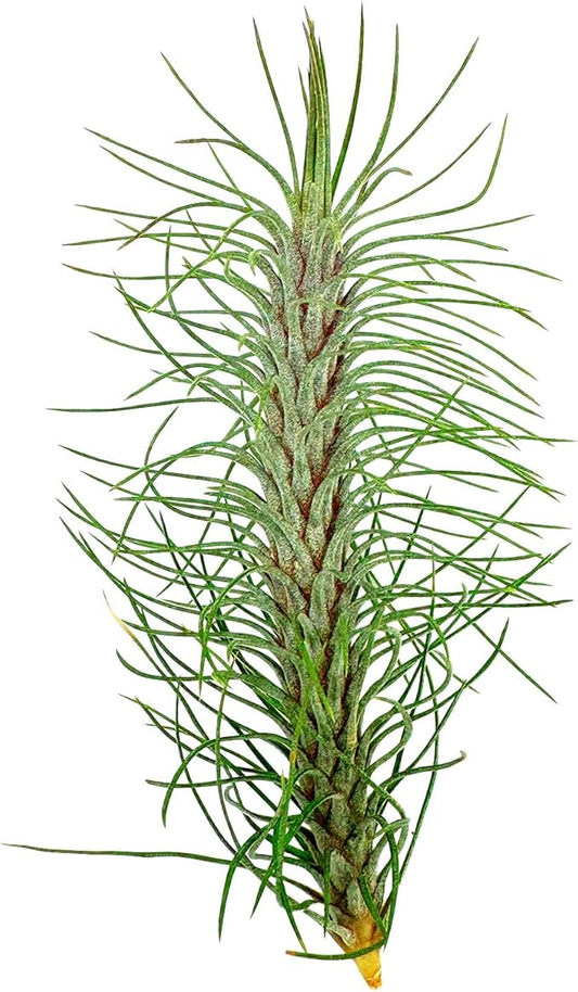 Air Plants - Colombian Tillandsia Funckiana, Large 5" - 1ct - Live Arrival Guaranteed - House Plants for Home Decor & Gift-PawvioPets