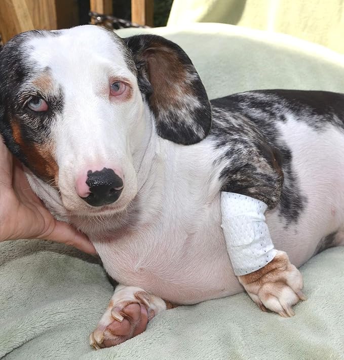 Basic Leg Bandages for Dogs, Cats Pets - First-Aid Non Adhesive Fur Friendly, Soft Stretch Wound Care, Hot Spots, Fungus, Adjustable Fastening Strap Value Pack (2XS/XS 20-Pack)-PawvioPets