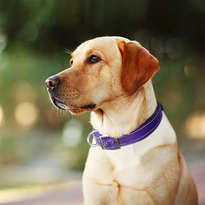 Fida Heavy Duty Dog Collar, Ultra Comfortable Soft Neoprene Padded, Adjustable Reflective Nylon Pet Collar with Durable Metal Belt Buckle for Large Breeds (L, Purple)-PawvioPets