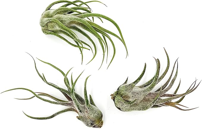 Air Plants - Tillandsia Pruinosa, Large 3-5" - 3ct - Live Arrival Guaranteed - House Plants for Home Decor & Gift-PawvioPets