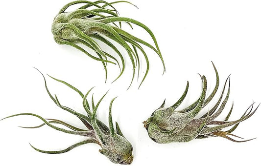 Air Plants - Tillandsia Pruinosa, Large 3-5" - 3ct - Live Arrival Guaranteed - House Plants for Home Decor & Gift-PawvioPets