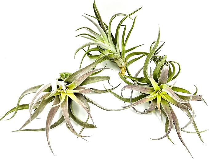 Air Plants - Tillandsia Cacticola, Jumbo 6-9" - 3ct - Live Arrival Guaranteed - House Plants for Home Decor & Gift-PawvioPets