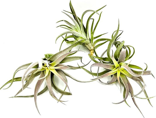 Air Plants - Tillandsia Cacticola, Jumbo 6-9" - 3ct - Live Arrival Guaranteed - House Plants for Home Decor & Gift-PawvioPets