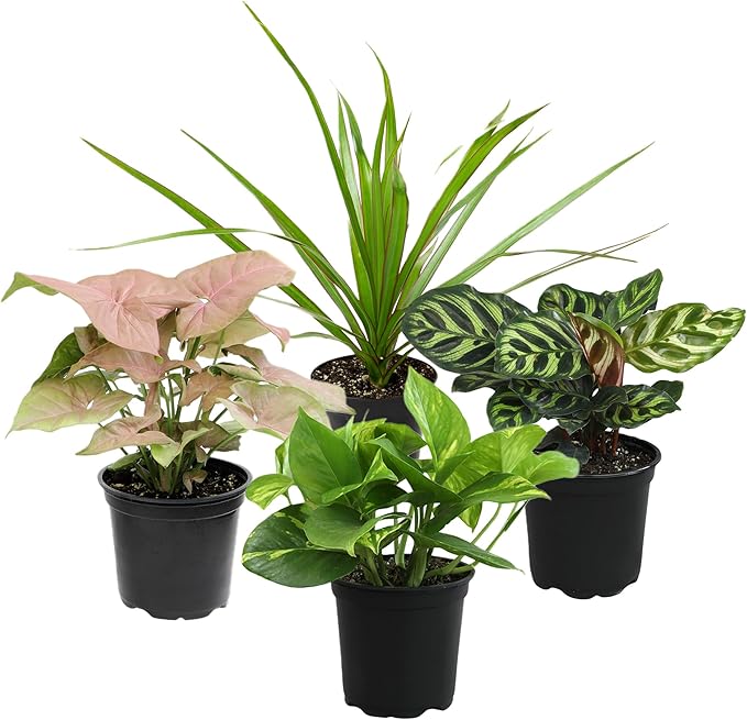 Essential Houseplant Collection (4PK) Live Plants Indoor Plants Live Houseplants in Plant Pots, Easy House Plants Indoors Live, Snake Plant, Pothos in Potting Soil, Clean Air Plants by Plants for Pets-PawvioPets