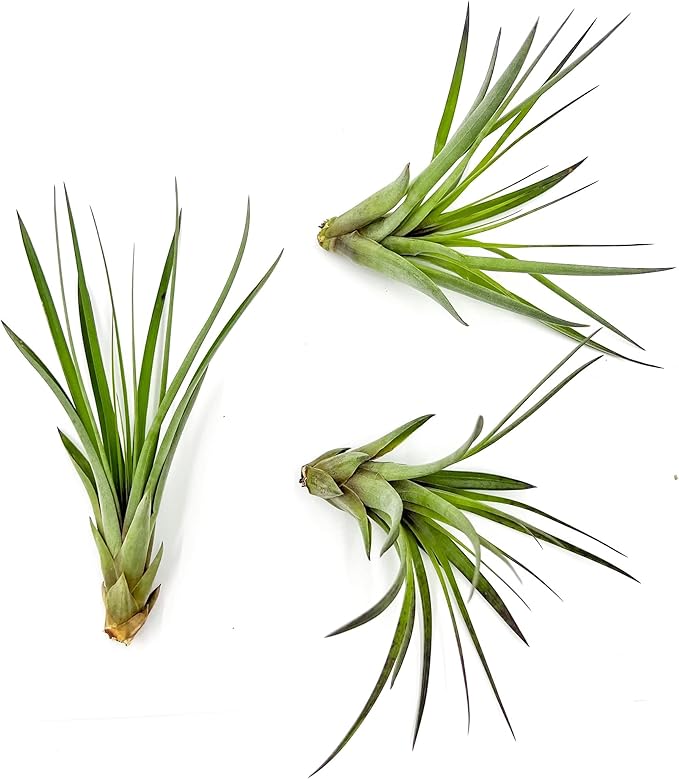 Air Plants - Tillandsia Fasciculata Tricolor, Large 4-6" - 3ct - Live Arrival Guaranteed - House Plants for Home Decor & Gift-PawvioPets