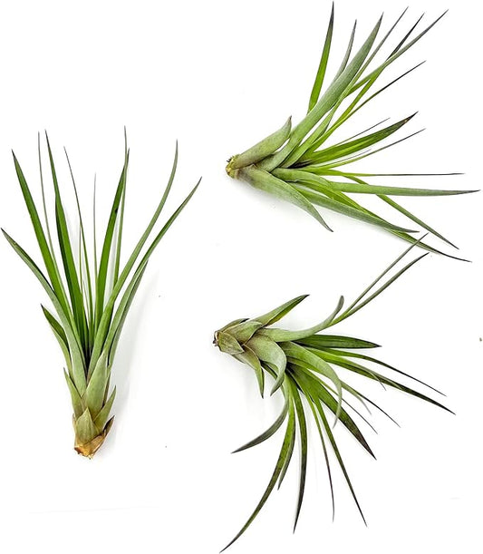 Air Plants - Tillandsia Fasciculata Tricolor, Large 4-6" - 3ct - Live Arrival Guaranteed - House Plants for Home Decor & Gift-PawvioPets