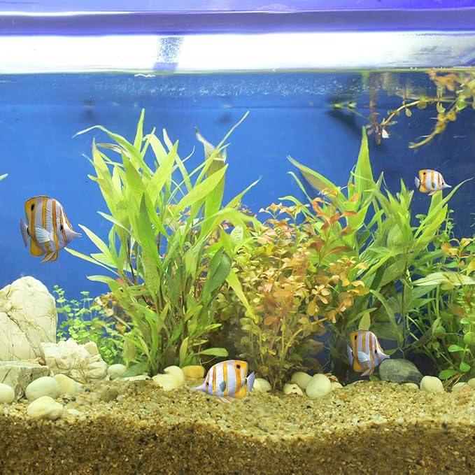 5lbs Aquarium Gravel, 1/16"(0.6-1.2mm) Natural River Rocks Succulent Cactus Pea Gravel for Plants, Fish Tank, Decorative Pebbles for Gardening, Flower Pots, Vase Fillers, Landscaping-PawvioPets