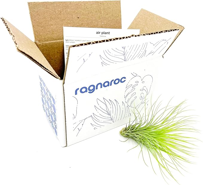 Air Plants - Tillandsia Andreana, Large 4-6" - 1ct - Live Arrival Gauranteed - House Plants for Home Decor & Gift-PawvioPets