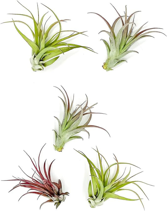 Air Plants - Tillandsia Brachycaulos Multiflora, Jumbo 5-7" - 5 ct - Live Arrival Guaranteed - House Plants for Home Decor & Gift-PawvioPets