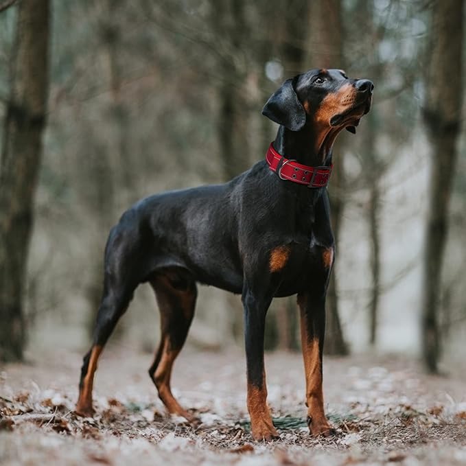 Fida Heavy Duty Dog Collar 1.5” Width, Ultra Soft Neoprene Padded, Adjustable Reflective Nylon Pet Collar with Two Metal Pin Belt Buckle for Large/X-Large Breeds (XL, Red)-PawvioPets