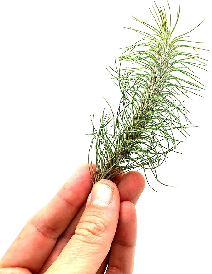 Air Plants - Colombian Tillandsia Funckiana, Large 5" - 2ct - Live Arrival Guaranteed - House Plants for Home Decor & Gift-PawvioPets