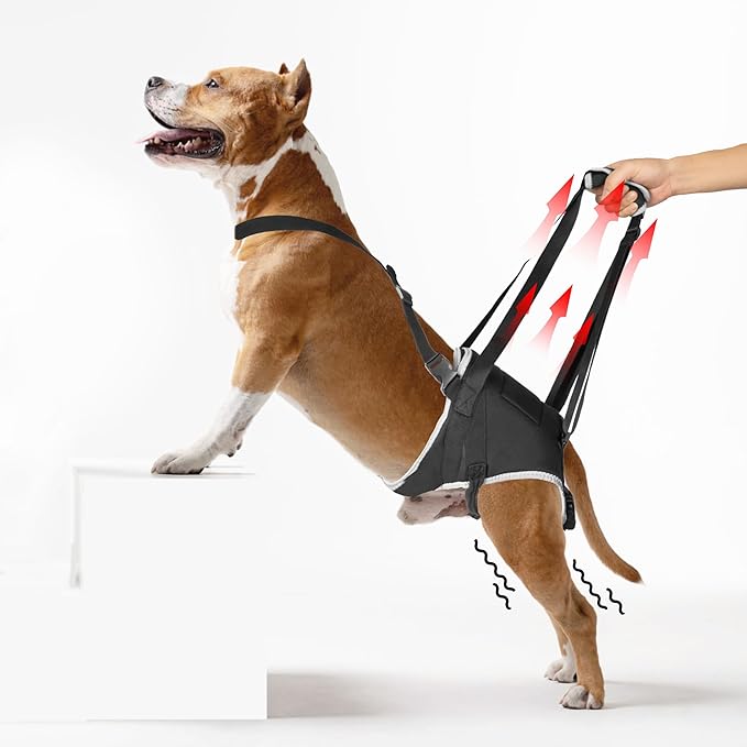 Dog Lift Harness for Large Dogs – Hind Leg Support Sling for Muscle Atrophy, Joint Pain, and Senior Pets, Adjustable Design Helps with Walking, Stairs, and Daily Mobility, L-PawvioPets