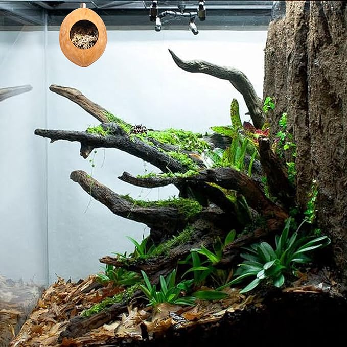 2 Pack Jumping Spider Enclosure Accessories with Walnut Shell Moss and Magnet, Natural Material Jumping Spider Hide-PawvioPets