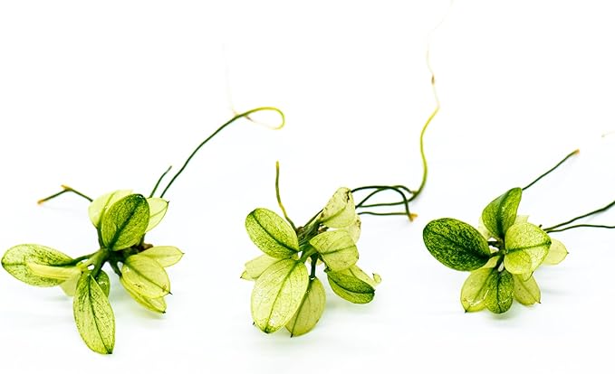Anubias Nana Petite White Live Aquarium Plant - Rare Aquatic Plant, Perfect for Nano Tanks, Terrariums, Easy Maintenance, Freshwater Aquascaping (3 Mini Loose Plants)-PawvioPets