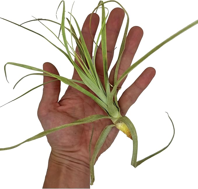Air Plants - Tillandsia Straminea Jumbo 6-9" - 2ct - Live Arrival Guaranteed - House Plants for Home Decor & Gift-PawvioPets