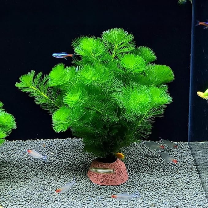 21 Stems Cabomba Live Plants Aquarium, Green Cabomba Live Aquarium Plants, Cabomba Plants Live, 4 to 6 Inches Tall-PawvioPets