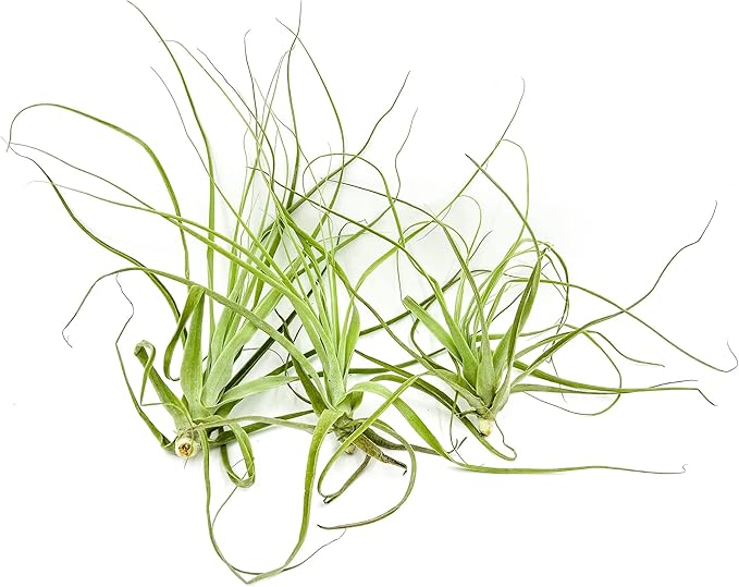 Air Plants - Tillandsia Straminea Jumbo 6-9" - 3ct - Live Arrival Guaranteed - House Plants for Home Decor & Gift-PawvioPets