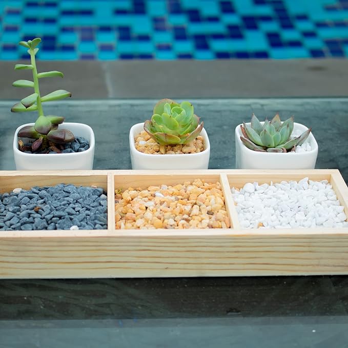 3lb White Cactus Pea Gravel Rocks,1/4 Inch Pebbles for Indoor Plants, Natural Succulent Rock and River Rocks Decorative for Aquariums, Vases, Outdoor Gardening, Top Dressing for Potted Plants-PawvioPets