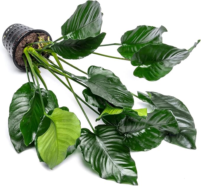 Anubias Live Aquarium Plants - Potted Freshwater Plant for Fish Tanks, Terrariums - Beginner Friendly Low Light (Barteri Broad Leaf, Mother Plant)-PawvioPets
