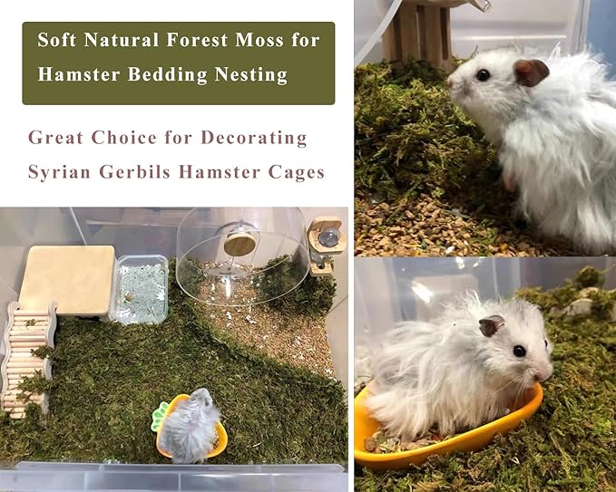 5L Forest Moss for Hamster Syrian Gerbils Bedding, Natural Moss Perfect for Potted Plants, Terrariums, Reptile Tanks and Live Creature Projects-PawvioPets