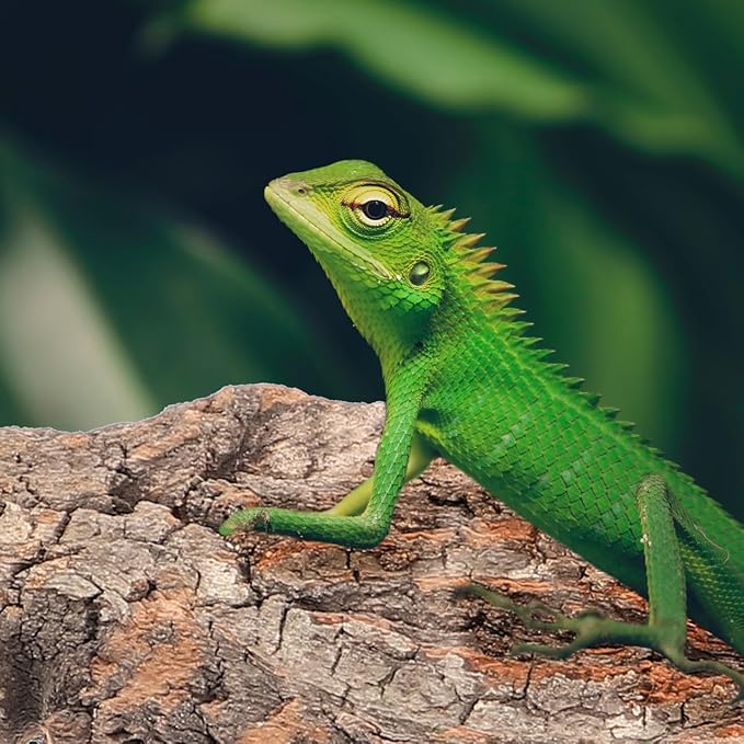 Amosfun 4pcs Reptile Bark Cork Wood Bark Decor Cork Flat Bedding for Bearded Dragon Lizard Geckos Tortoise, Random Size 3.2 to 5.5Inch-PawvioPets