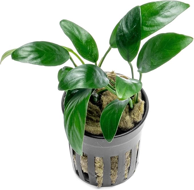 Anubias Live Aquarium Plants - Potted Freshwater Plant for Fish Tanks, Terrariums - Beginner Friendly Low Light (Congensis Mini, 1 Pot)-PawvioPets