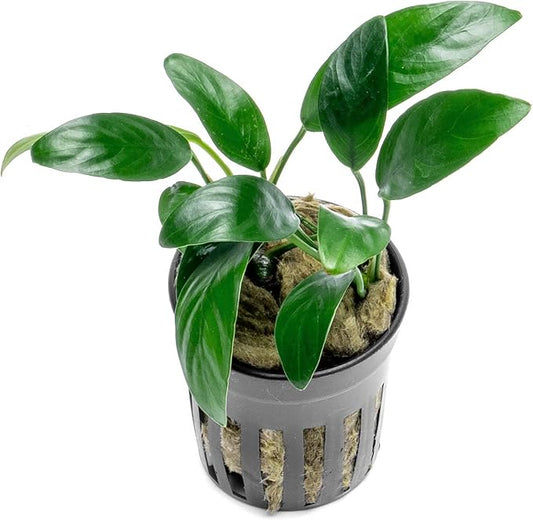 Anubias Live Aquarium Plants - Potted Freshwater Plant for Fish Tanks, Terrariums - Beginner Friendly Low Light (Congensis Mini, 1 Pot)-PawvioPets